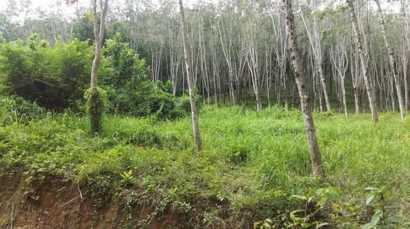 Lowest Price for Ocean View Land in Paklok Phuket, 13 Rai, Astonishing Sunrise View, Pa Khlok, Thalang, Phuket, , 20,800 sqm, Land For Sale, by Sittidach Ritkajorn (Jack ), 6566939 - DDproperty.com