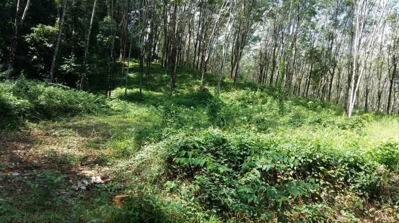Lowest Price for Ocean View Land in Paklok Phuket, 13 Rai, Astonishing Sunrise View, Pa Khlok, Thalang, Phuket, , 20,800 sqm, Land For Sale, by Sittidach Ritkajorn (Jack ), 6566939 - DDproperty.com