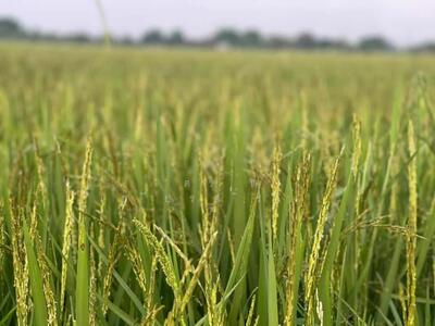 ขาย - ขายที่นา 28 ไร่ อ.ท่าบ่อ ราคา 6.5 ล้าน, หนองคาย