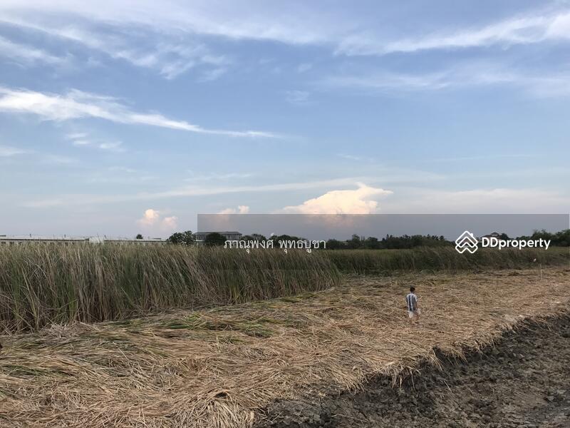 ที่ดินให้เช่าหรือขาย ติดถนนวงแหวนรอบนอก ใกล้เมกะบางนา, กรุงเทพ, ดอกไม้, ประเวศ, กรุงเทพ, 47,120 ตร.ม., ที่ดิน ขาย, โดย ภาณุพงศ์ พุทธบูชา, 7137543 - DDproperty.com