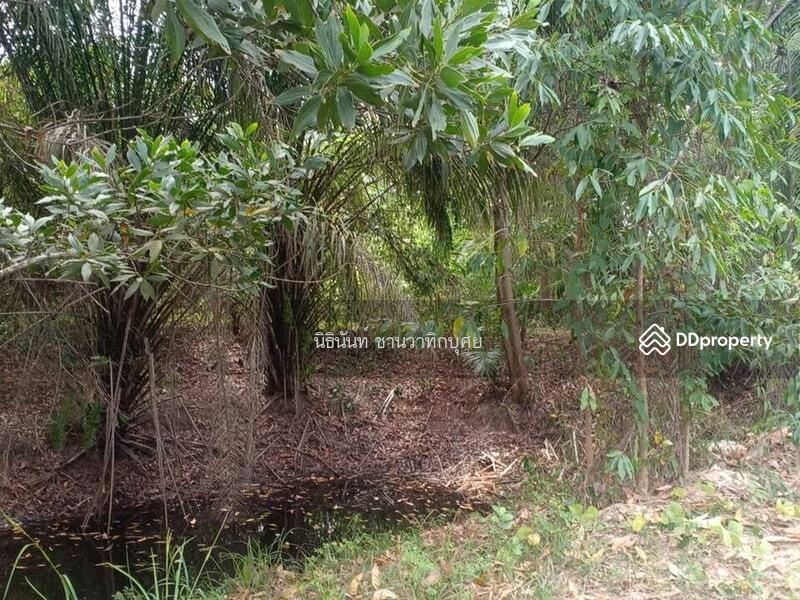 For Sale - Land at Tarongchang Punpin Surattani, Surat Thani