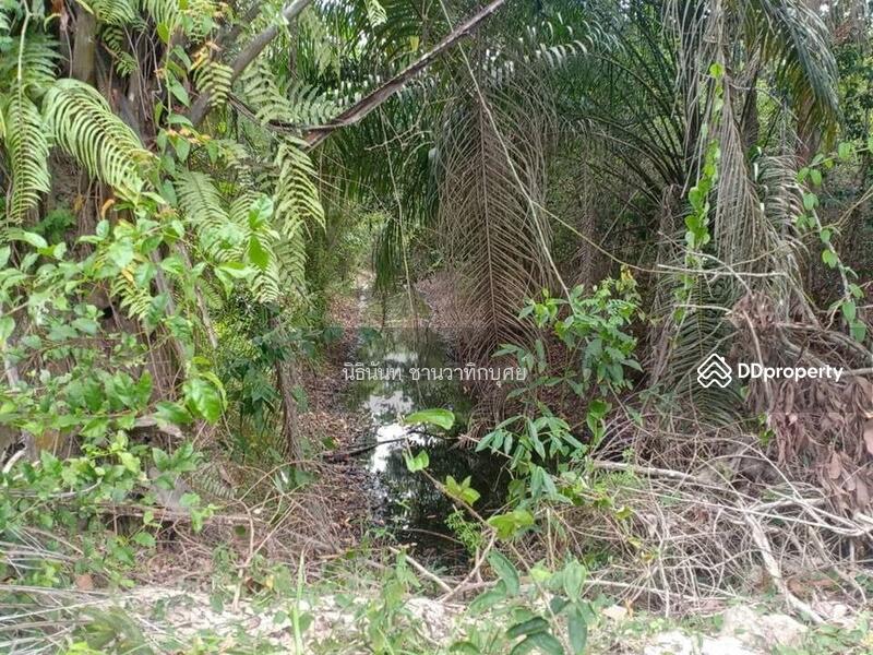 For Sale - Land at Tarongchang Punpin Surattani, Surat Thani