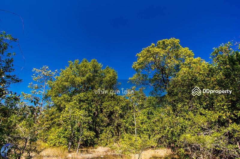 For Sale - 36 rai highland Tambon Phon Phaeng Ubon Ratchathani Thailand, Ubon Ratchathani