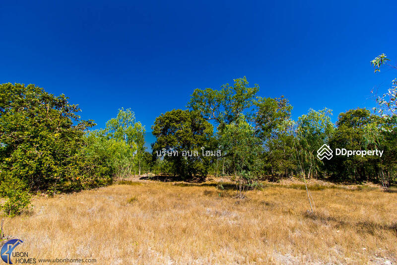 For Sale - 36 rai highland Tambon Phon Phaeng Ubon Ratchathani Thailand, Ubon Ratchathani