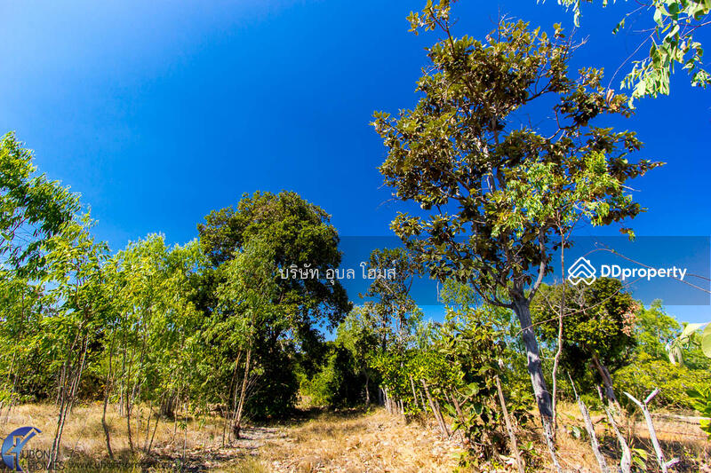 For Sale - 36 rai highland Tambon Phon Phaeng Ubon Ratchathani Thailand, Ubon Ratchathani