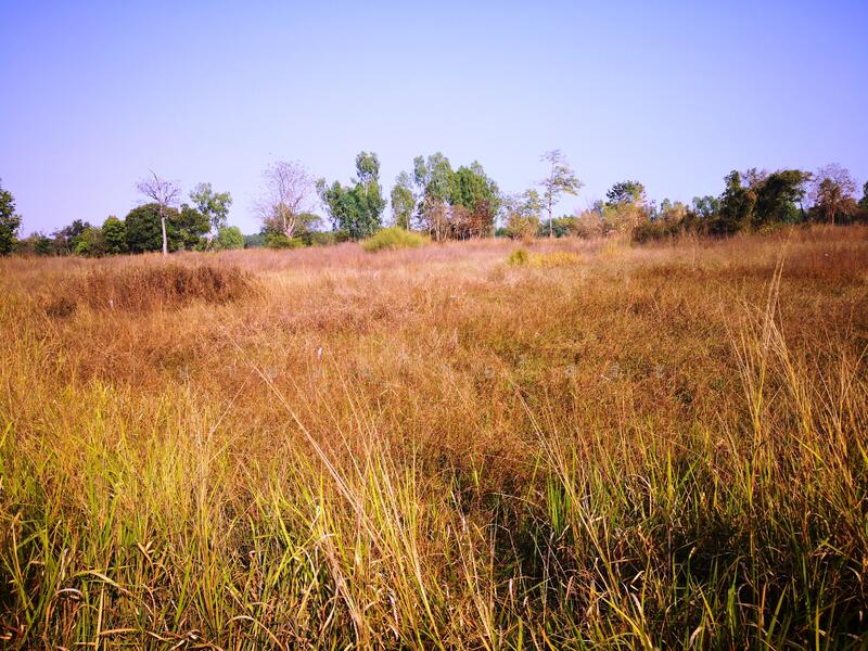 Large Land for Rent 11-3-67 Rai, Non Soong, Mueang Udon Thani, near Mittraphap Road, Udon Thani, ถ.มิตรภาพอุดรธานี-ขอนแก่น, Non Sung, Muang Udon Thani, Udon Thani, , 19,068 sqm, Land For Rent, by Kulaya Thanapura, 7662163 - DDproperty.com
