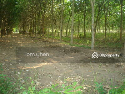 ขาย - สิงห์, เมืองยโสธร, ยโสธร, ยโสธร