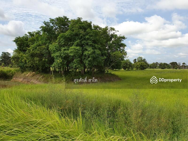 For Sale - Rice farm land @Warin Chamrap 13-3-67 rais Urgent Sale 4.5 Million Baht., Ubon Ratchathani