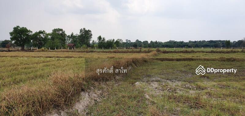 For Sale - Rice farm land @Warin Chamrap 13-3-67 rais Urgent Sale 4.5 Million Baht., Ubon Ratchathani