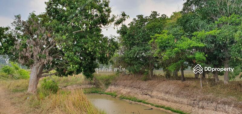 For Sale - Rice farm land @Warin Chamrap 13-3-67 rais Urgent Sale 4.5 Million Baht., Ubon Ratchathani