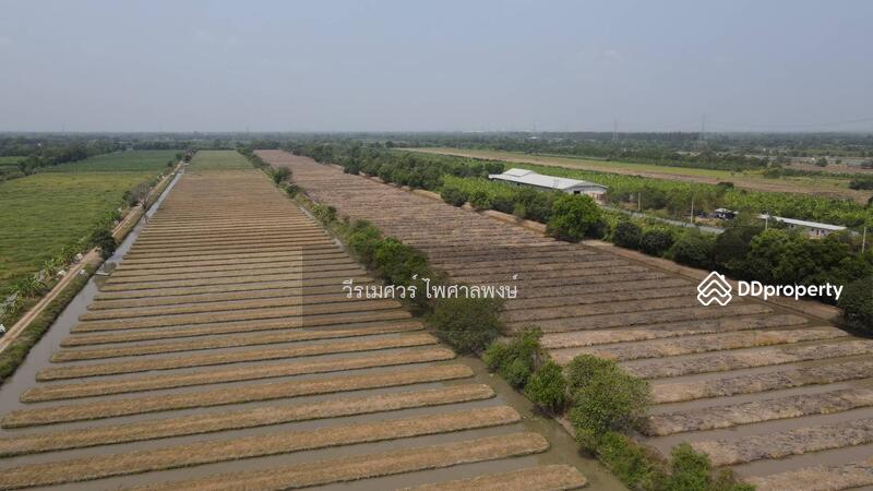  ขายถูกที่สุด!! ที่ดิน อ.หนองเสือ คลอง 11 ปทุมธานี (ผังสีชมพู—เหมาะสร้างโกดัง)