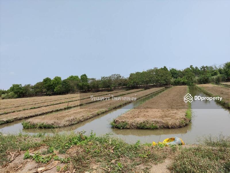  ขายถูกที่สุด!! ที่ดิน อ.หนองเสือ คลอง 11 ปทุมธานี (ผังสีชมพู—เหมาะสร้างโกดัง)