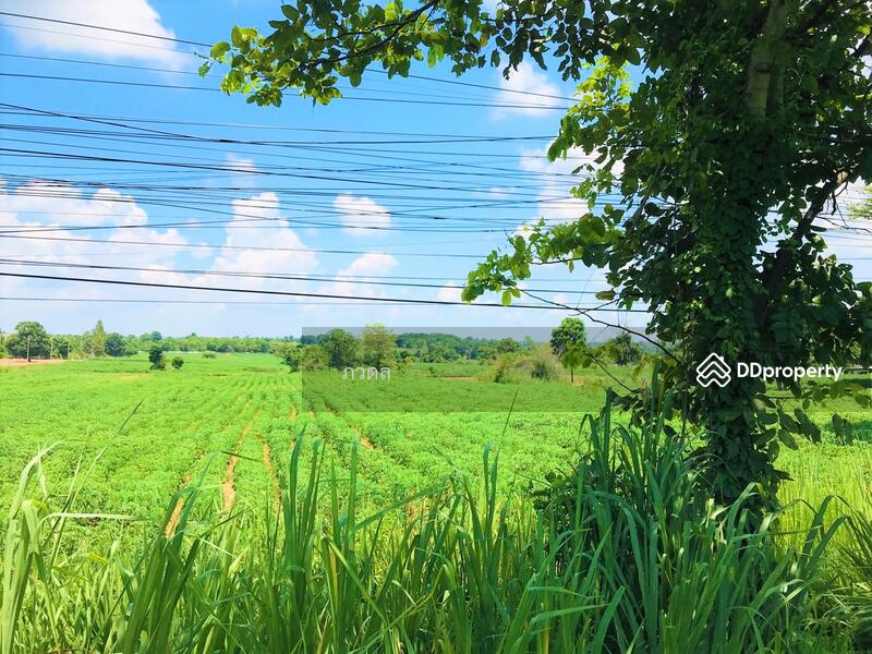 For Sale - Land for sale 75 rai,next to Mittraphap Road, Nam Phong District, Khon Kaen Province, Khon Kaen
