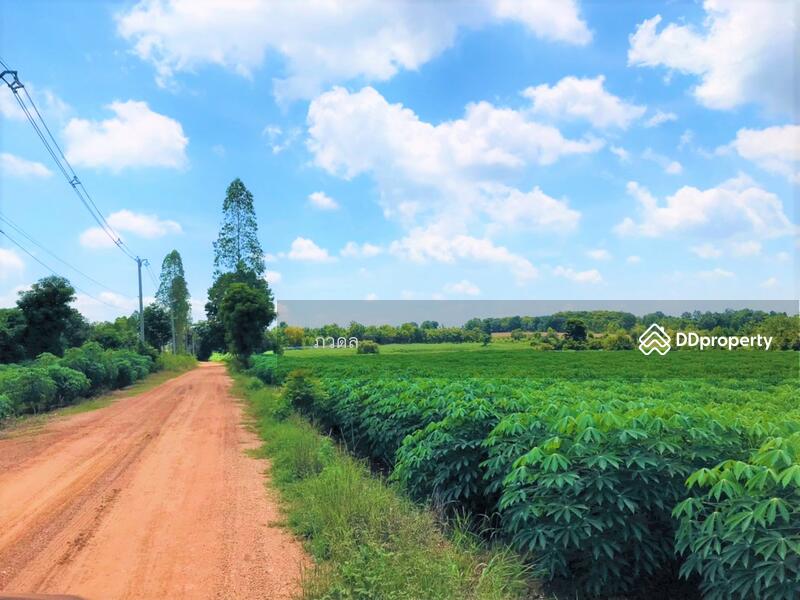 For Sale - Land for sale 75 rai,next to Mittraphap Road, Nam Phong District, Khon Kaen Province, Khon Kaen