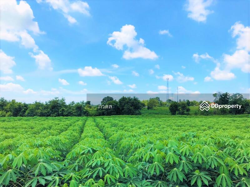 For Sale - Land for sale 75 rai,next to Mittraphap Road, Nam Phong District, Khon Kaen Province, Khon Kaen
