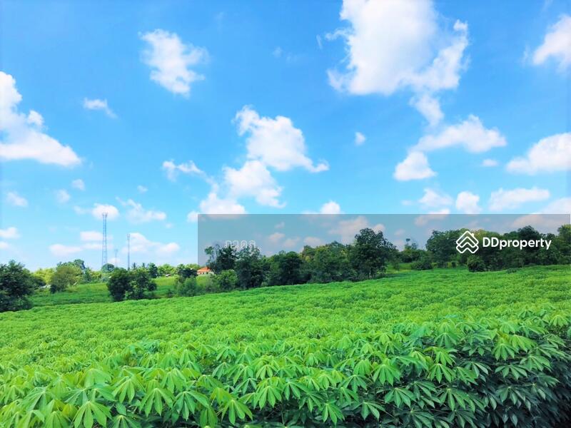 For Sale - Land for sale 75 rai,next to Mittraphap Road, Nam Phong District, Khon Kaen Province, Khon Kaen