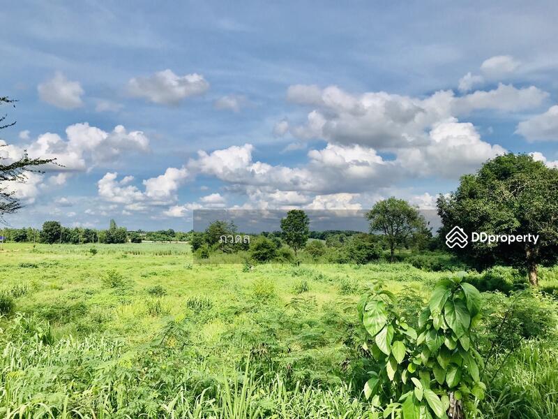 For Sale - Land for sale 75 rai,next to Mittraphap Road, Nam Phong District, Khon Kaen Province, Khon Kaen