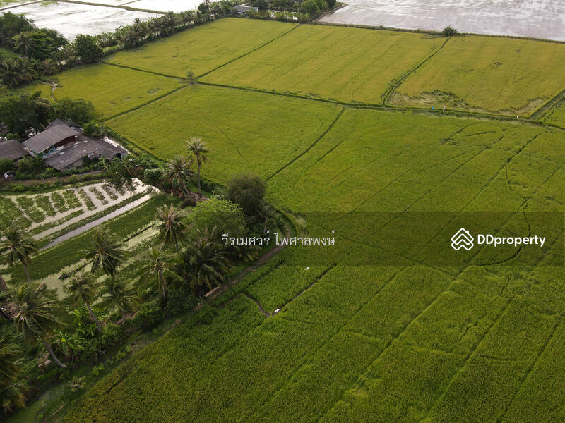 ขายที่ดิน พุทธมณฑลสาย 5 ต.บางเตย จ.นครปฐม ( ใกล้ ม.มหิดล + ใกล้ Central ศาลายา ) 31-1-54 ไร่ 