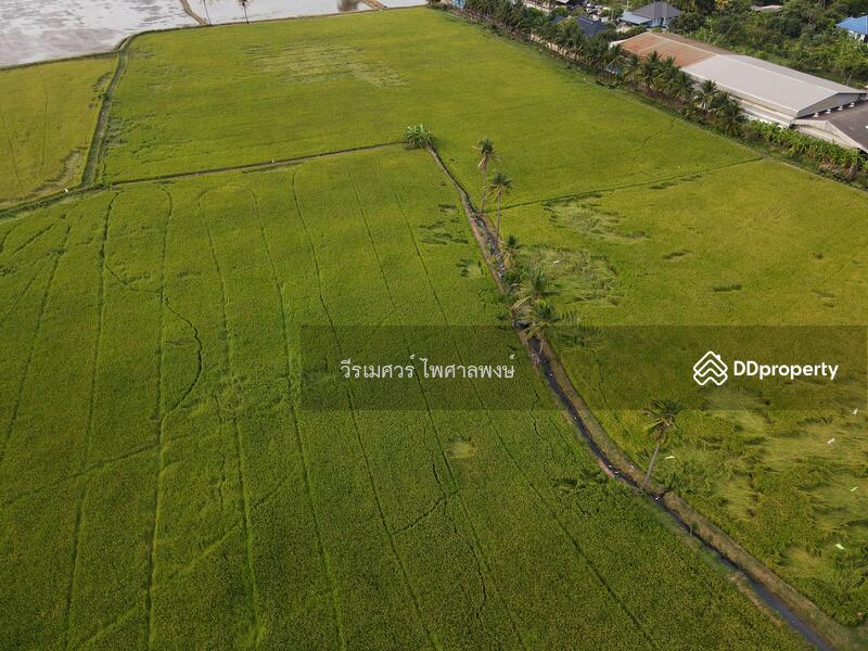 ขายที่ดิน พุทธมณฑลสาย 5 ต.บางเตย จ.นครปฐม ( ใกล้ ม.มหิดล + ใกล้ Central ศาลายา ) 31-1-54 ไร่ 