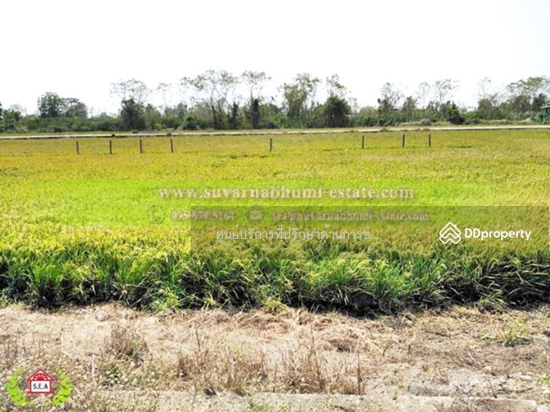 ขาย - ขาย ที่ดิน 200 ตารางวา ลำลูกกา ปทุมธานี
