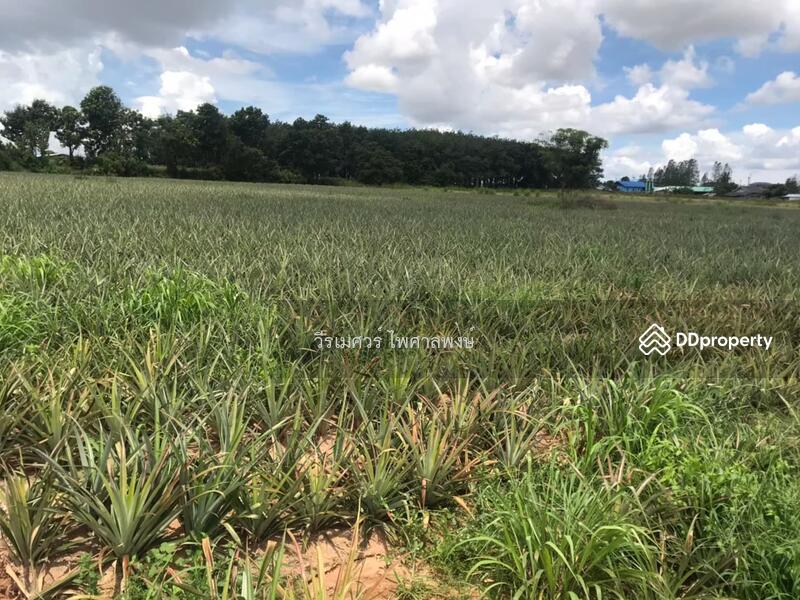 ขายถูก! ที่ดิน—แหล่งนิคมอุตสาหกรรม Eastern Seaboard จ.ระยอง (เหมาะทำบ้านจัดสรร) 47-0-16 ไร่