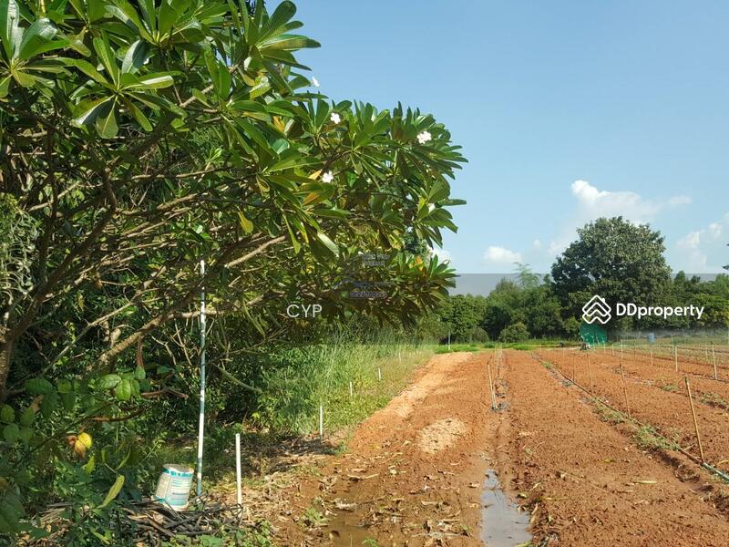 For Sale - ขายที่ดินแปลงสวยอุดรธานี, Udon Thani