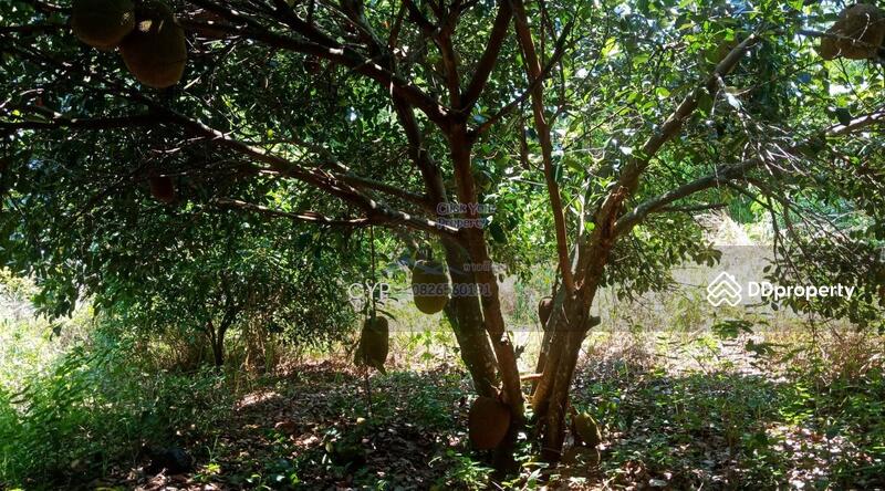 For Sale - ขายที่ดินแปลงสวยอุดรธานี, Udon Thani