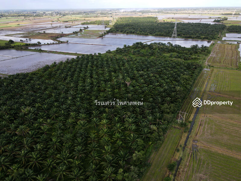 ขายถูก ที่ดิน ต.วังศาลา จ.กาญจนบุรี—984 ไร่ (เหมาะสร้างโรงงานอุตสาหกรรม) 