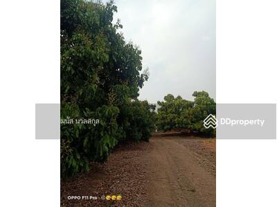 ขาย - ที่ดินสวนลำใย พร้าว, เชียงใหม่