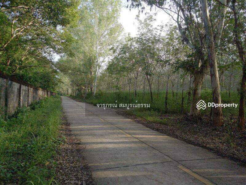 ถนนบ้านโนนม่วง-บ้านนางาม ปัจจุบันเป็นถนนคอนกรีตแล้ว รูปถ่ายเมื่อ 5 ต.ค.2565