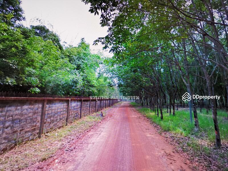 หลังติดถนนบ้านโนนม่วง-บ้านนางาม