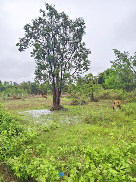 ขาย - ไร่สวนบ้านสนามชัย อำเภอพิบูลมังสาหาร อุบลราชธานี, อุบลราชธานี