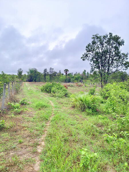 For Sale - ไร่สวนบ้านสนามชัย อำเภอพิบูลมังสาหาร อุบลราชธานี, Ubon Ratchathani