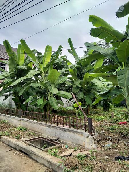 ขาย - ที่ดินเปล่า หมู่บ้านอุษาฟ้าฮ่าม, เชียงใหม่