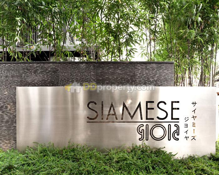Siamese Gioia (ไซมิส จอยญ่า) #5673662